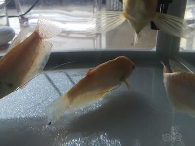 怎么讓曼龍魚吐更多的泡泡（曼龍魚吐泡泡的行為）