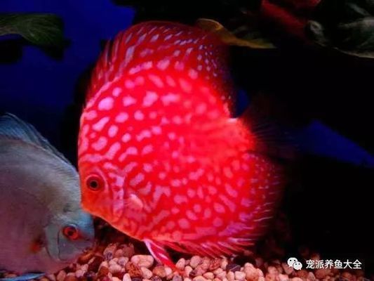 一個小魚缸一個月多少電費（如何降低魚缸電費開支）