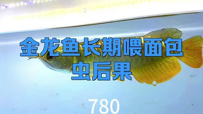 大型金龍魚可以喂面包蟲嗎 大型金龍魚可以喂面包蟲嗎 龍魚百科 第1張