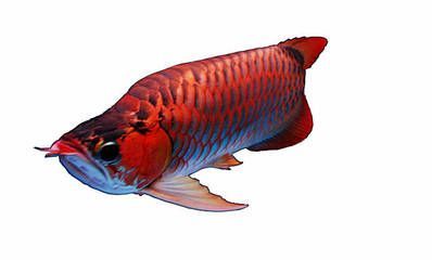 龍魚價(jià)格一般是多少的， 龍魚價(jià)格一般是多少的， 龍魚百科 第3張
