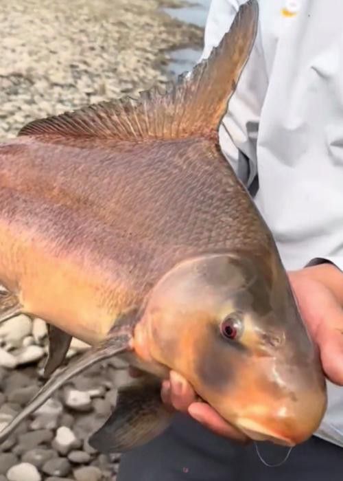 胭脂魚和六角龍魚哪個好養些 胭脂魚和六角龍魚哪個好養些 龍魚百科 第5張
