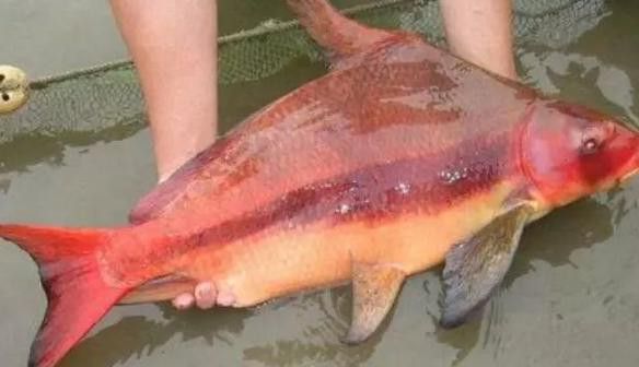 胭脂魚和六角龍魚哪個好養些 胭脂魚和六角龍魚哪個好養些 龍魚百科 第7張