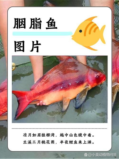 胭脂魚和六角龍魚哪個好養些 胭脂魚和六角龍魚哪個好養些 龍魚百科 第6張