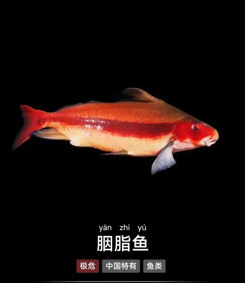 胭脂魚和六角龍魚哪個好養些 胭脂魚和六角龍魚哪個好養些 龍魚百科 第8張