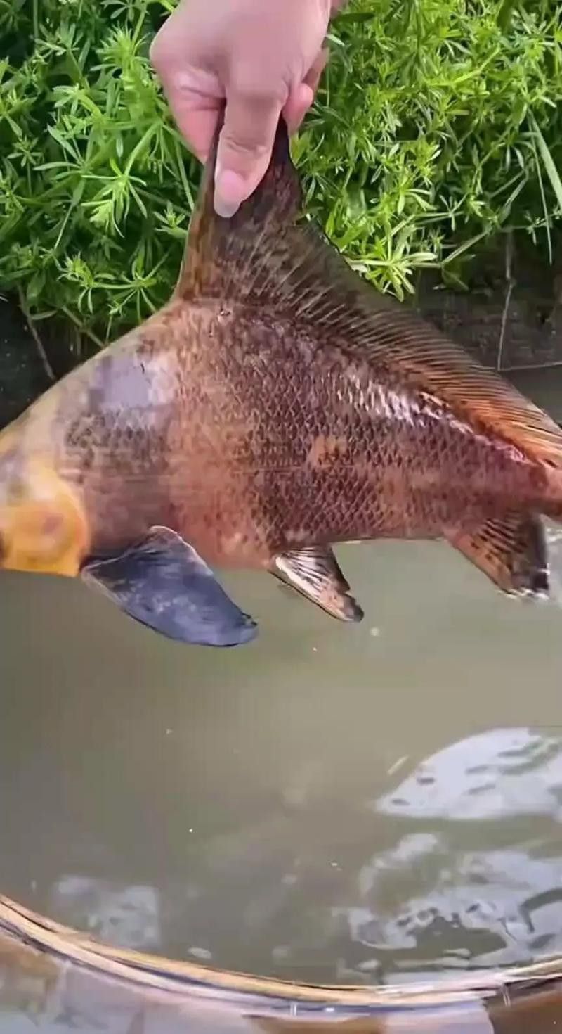 胭脂魚和六角龍魚哪個好養些 胭脂魚和六角龍魚哪個好養些 龍魚百科 第9張