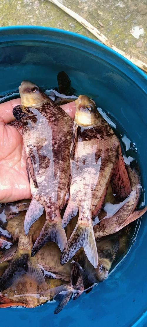 胭脂魚和六角龍魚哪個好養些 胭脂魚和六角龍魚哪個好養些 龍魚百科 第10張
