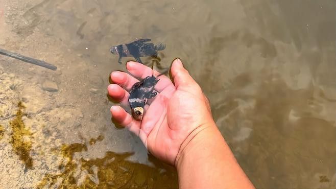 胭脂魚和六角龍魚哪個好養些 胭脂魚和六角龍魚哪個好養些 龍魚百科 第13張