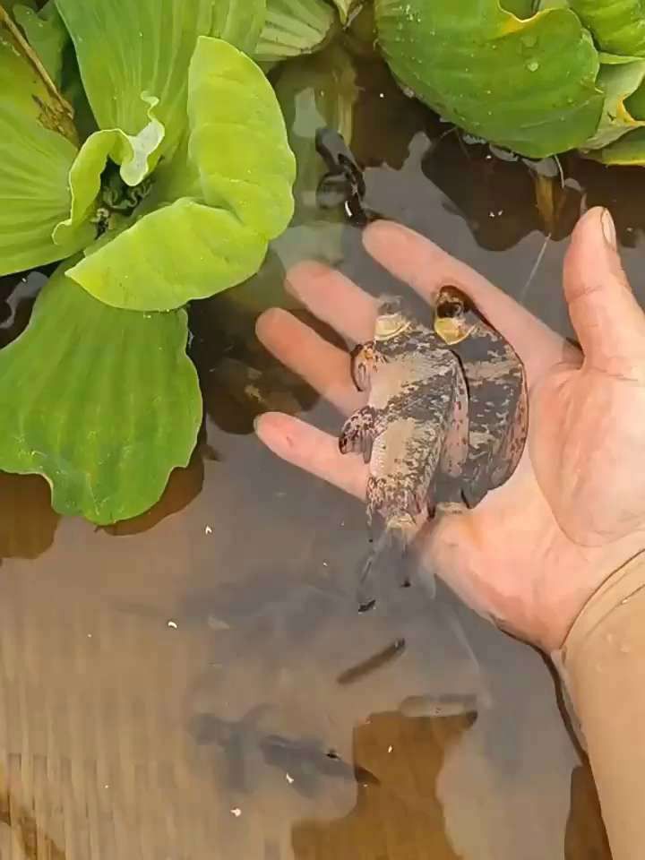 胭脂魚和六角龍魚哪個好養些 胭脂魚和六角龍魚哪個好養些 龍魚百科 第11張