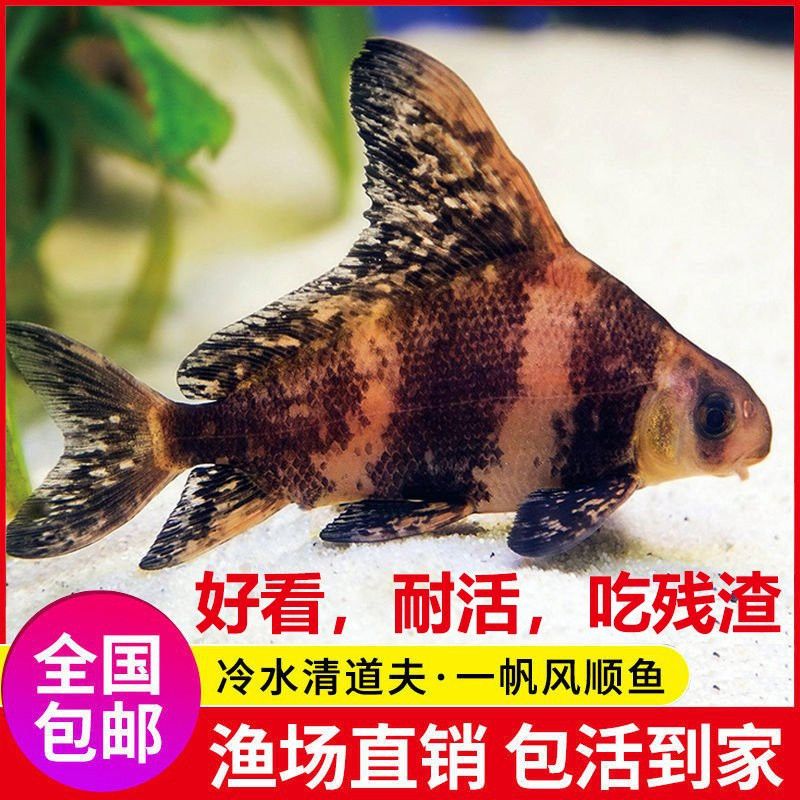 胭脂魚和六角龍魚哪個好養些 胭脂魚和六角龍魚哪個好養些 龍魚百科 第12張