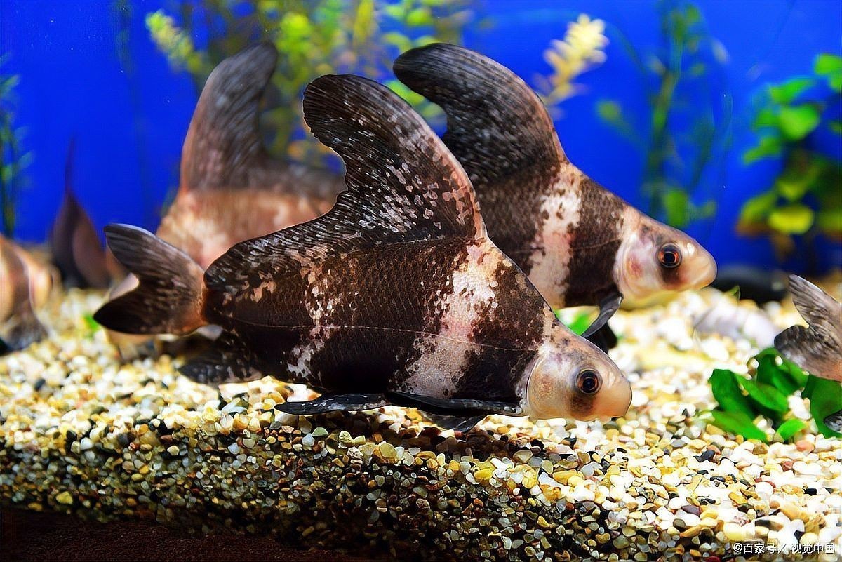 胭脂魚和六角龍魚哪個好養些 胭脂魚和六角龍魚哪個好養些 龍魚百科 第14張