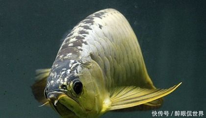 最貴的金龍魚(yú)多少錢(qián)一條