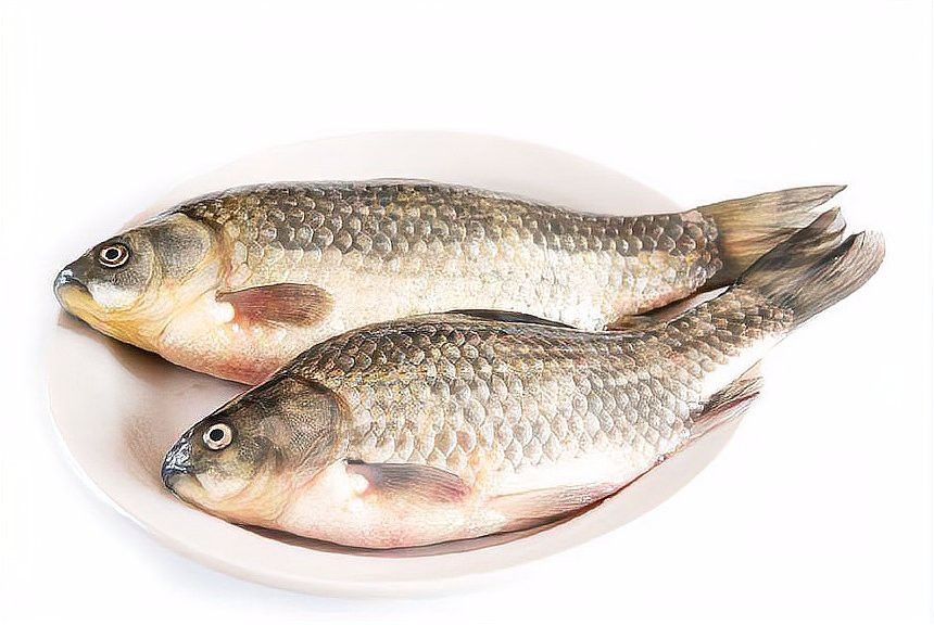 恩諾沙星對龍魚有何副作用？ 恩諾沙星對龍魚有何副作用？ 龍魚百科 第1張