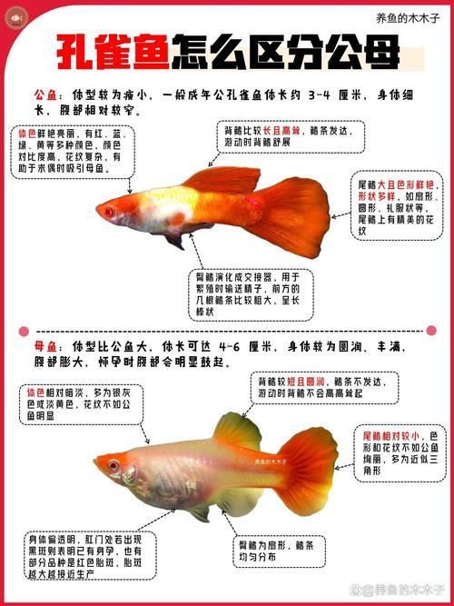 孔雀魚2個月公母對照圖 孔雀魚2個月公母對照圖 龍魚百科 第1張