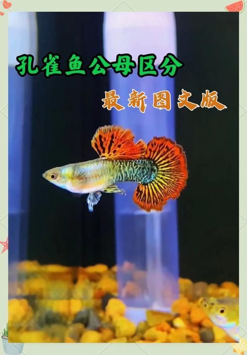 孔雀魚2個月公母對照圖 孔雀魚2個月公母對照圖 龍魚百科 第4張