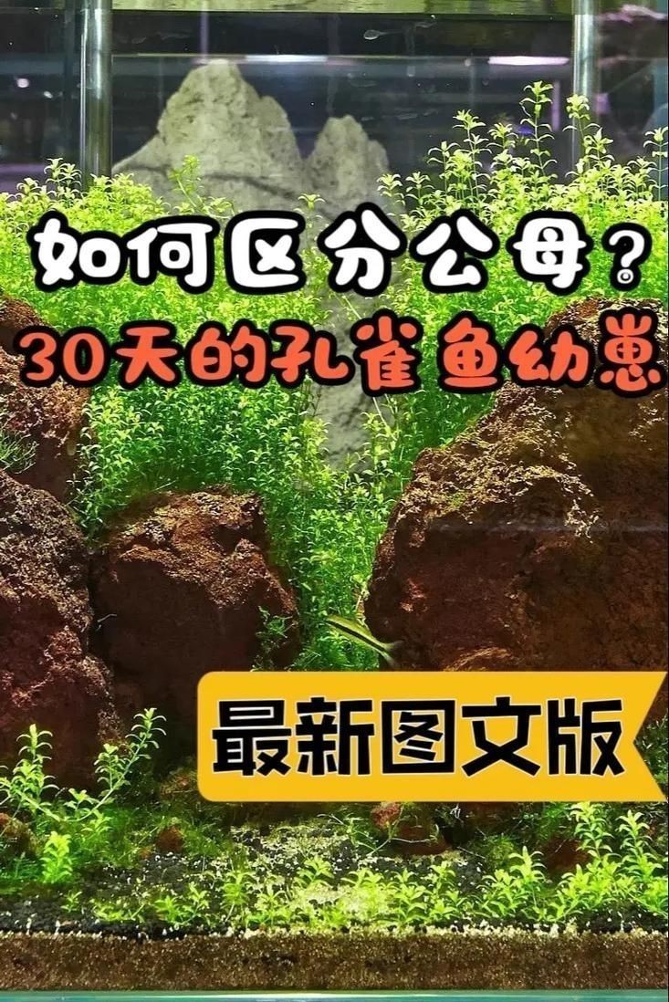 孔雀魚2個月公母對照圖 孔雀魚2個月公母對照圖 龍魚百科 第5張