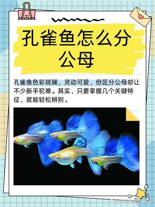 孔雀魚2個月公母對照圖 孔雀魚2個月公母對照圖 龍魚百科 第6張