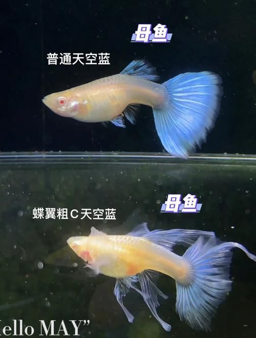 孔雀魚2個月公母對照圖 孔雀魚2個月公母對照圖 龍魚百科 第7張