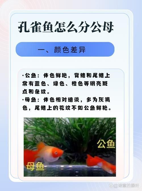 孔雀魚2個月公母對照圖 孔雀魚2個月公母對照圖 龍魚百科 第10張