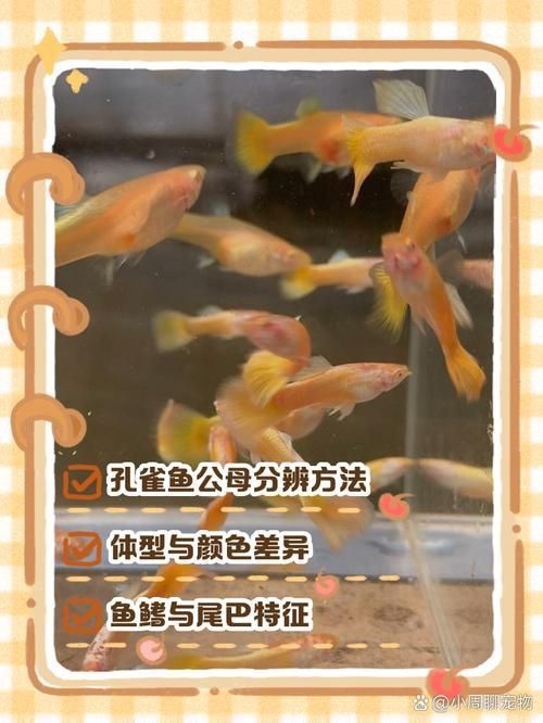 孔雀魚2個月公母對照圖 孔雀魚2個月公母對照圖 龍魚百科 第9張