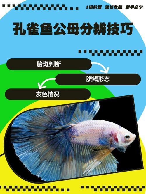 孔雀魚2個月公母對照圖 孔雀魚2個月公母對照圖 龍魚百科 第11張