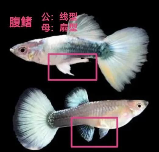 孔雀魚2個月公母對照圖 孔雀魚2個月公母對照圖 龍魚百科 第12張