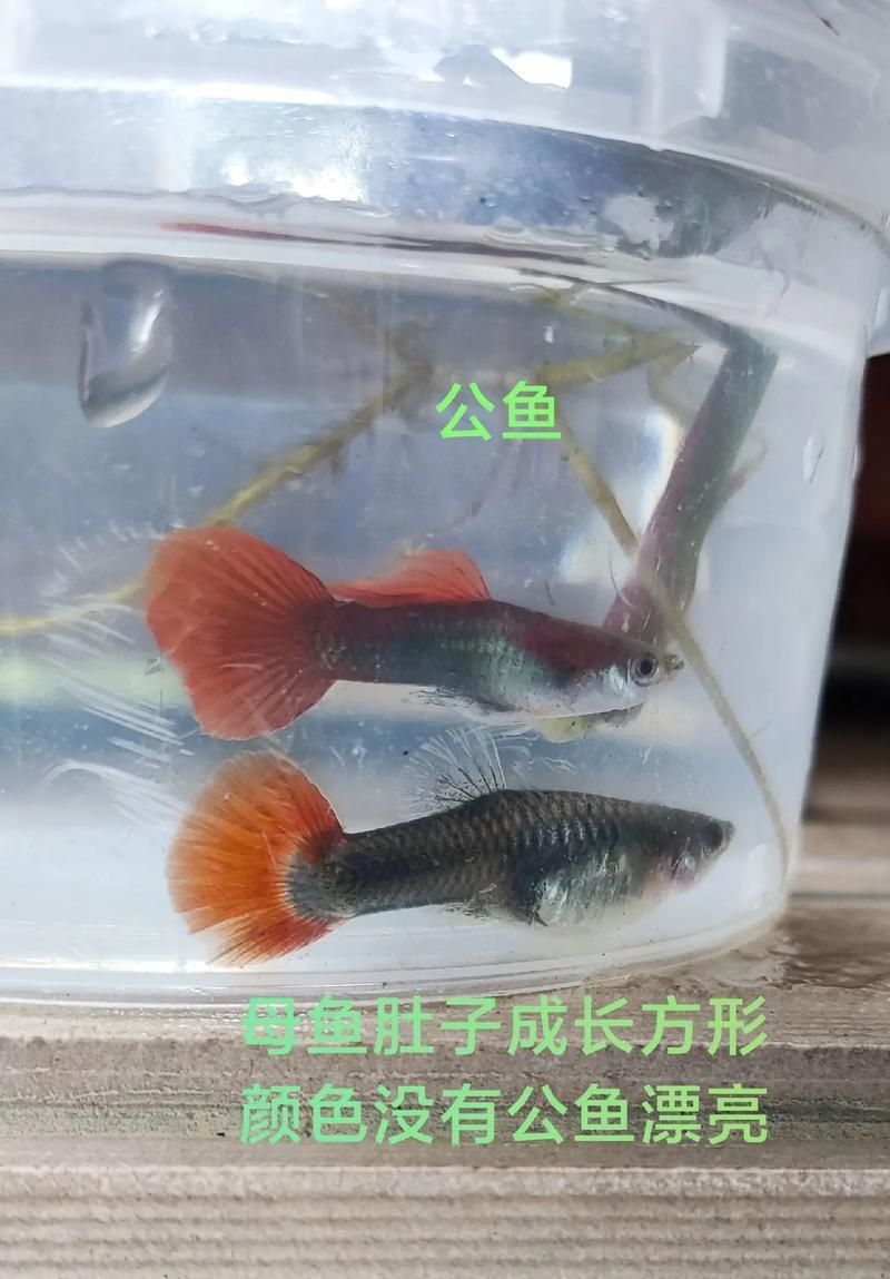 孔雀魚2個月公母對照圖 孔雀魚2個月公母對照圖 龍魚百科 第15張