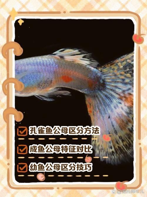 孔雀魚2個月公母對照圖 孔雀魚2個月公母對照圖 龍魚百科 第16張