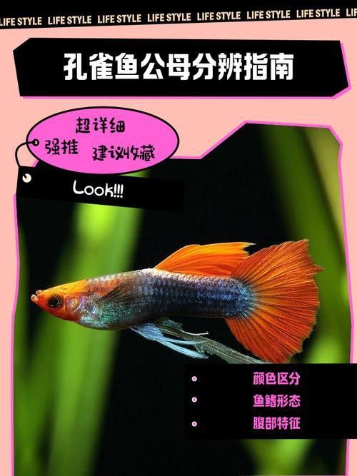 孔雀魚2個月公母對照圖 孔雀魚2個月公母對照圖 龍魚百科 第13張