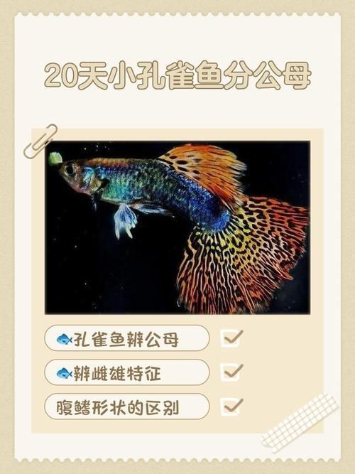 孔雀魚2個月公母對照圖 孔雀魚2個月公母對照圖 龍魚百科 第19張