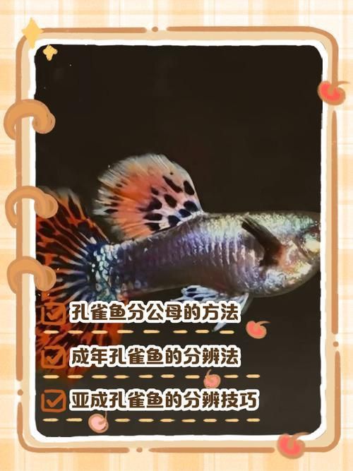 孔雀魚2個月公母對照圖 孔雀魚2個月公母對照圖 龍魚百科 第20張