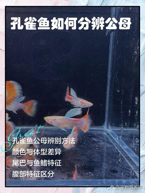 孔雀魚2個月公母對照圖 孔雀魚2個月公母對照圖 龍魚百科 第18張