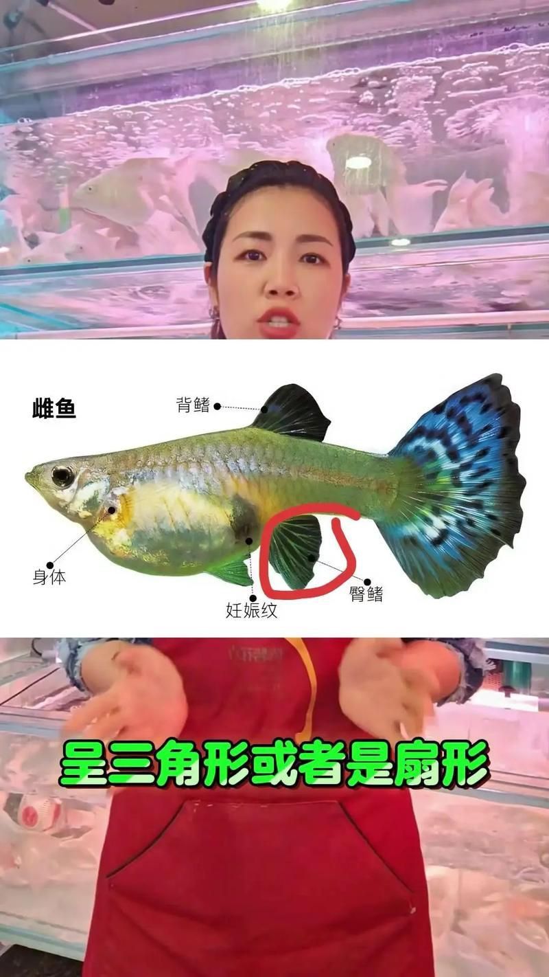 孔雀魚2個月公母對照圖 孔雀魚2個月公母對照圖 龍魚百科 第25張