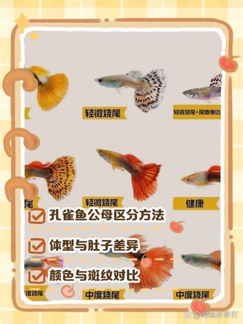 孔雀魚2個月公母對照圖 孔雀魚2個月公母對照圖 龍魚百科 第22張