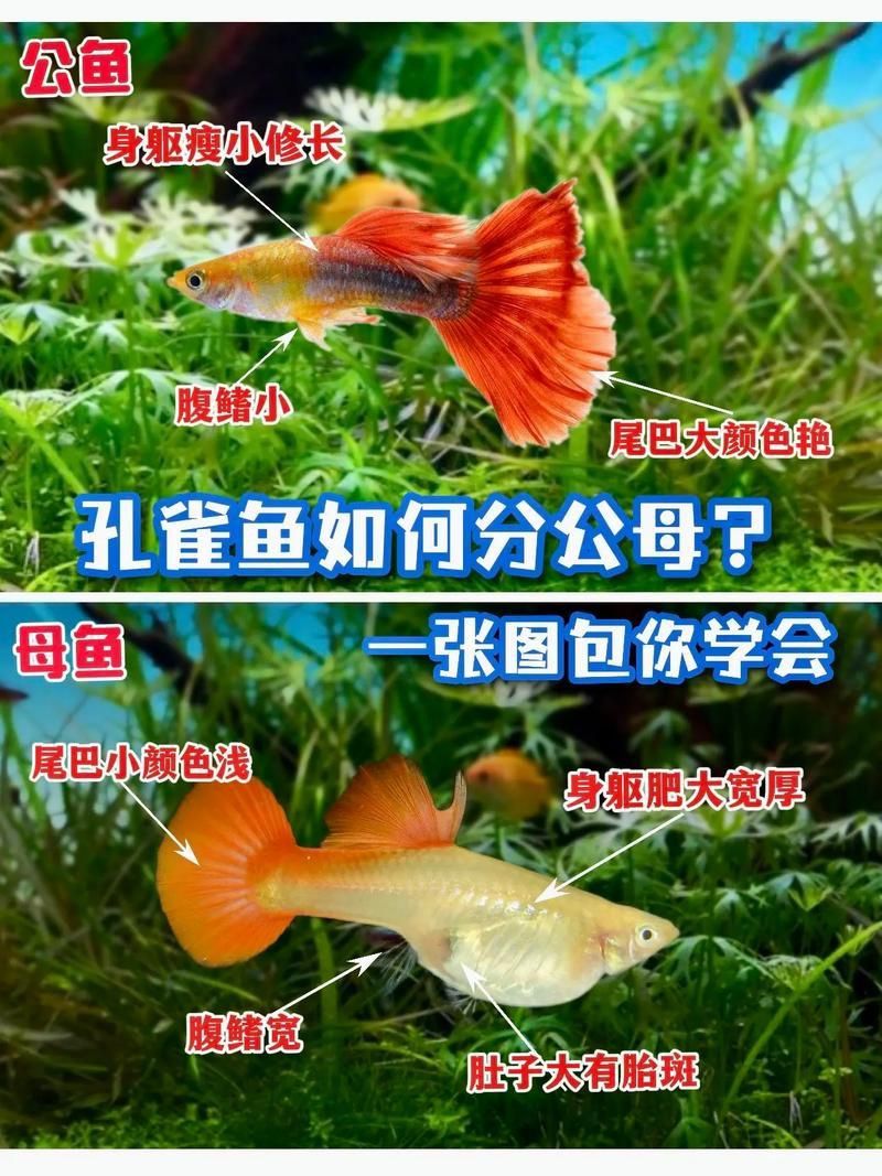 孔雀魚2個月公母對照圖 孔雀魚2個月公母對照圖 龍魚百科 第23張