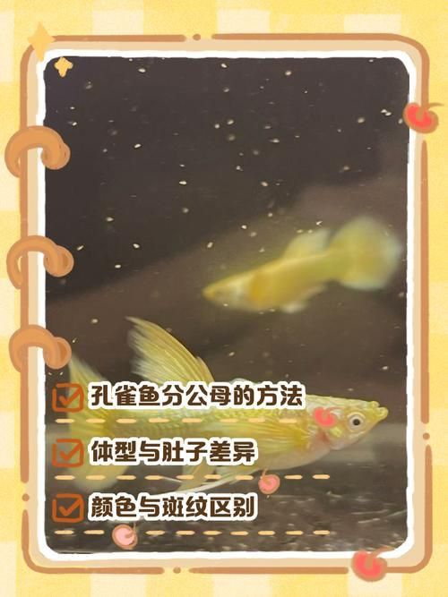 孔雀魚2個月公母對照圖 孔雀魚2個月公母對照圖 龍魚百科 第24張