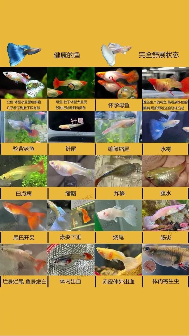 孔雀魚2個月公母對照圖 孔雀魚2個月公母對照圖 龍魚百科 第27張