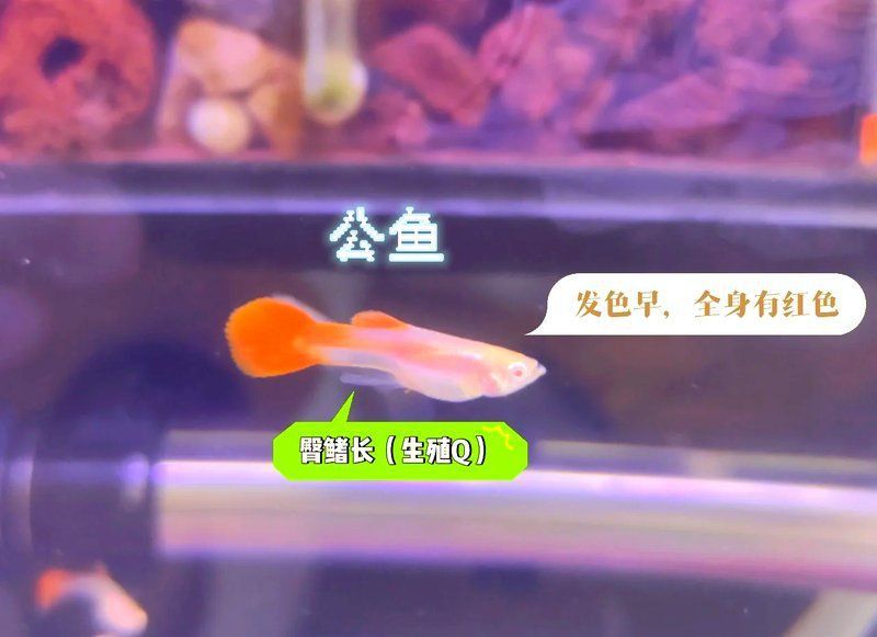 孔雀魚2個月公母對照圖 孔雀魚2個月公母對照圖 龍魚百科 第28張