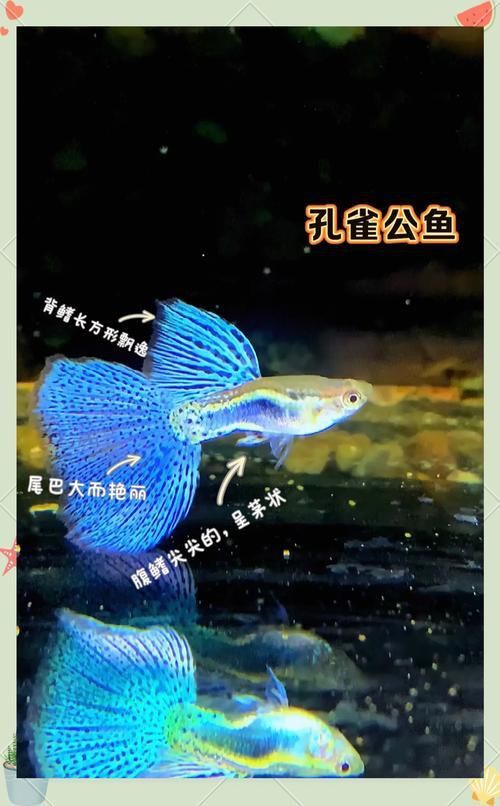 孔雀魚2個月公母對照圖 孔雀魚2個月公母對照圖 龍魚百科 第26張