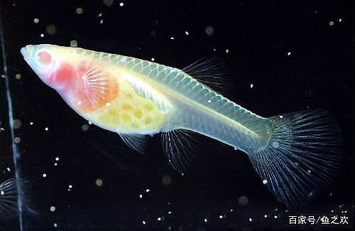 孔雀魚2個月公母對照圖 孔雀魚2個月公母對照圖 龍魚百科 第30張