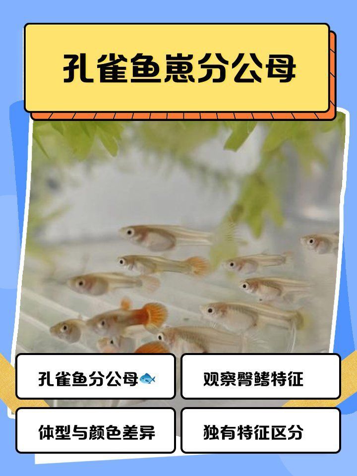 孔雀魚2個月公母對照圖 孔雀魚2個月公母對照圖 龍魚百科 第31張