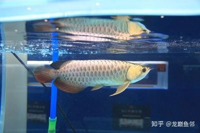 金龍魚挑選技巧：挑選金龍魚時需要考慮多個方面，金龍魚挑選技巧 金龍魚挑選技巧：挑選金龍魚時需要考慮多個方面，金龍魚挑選技巧 龍魚百科 第1張