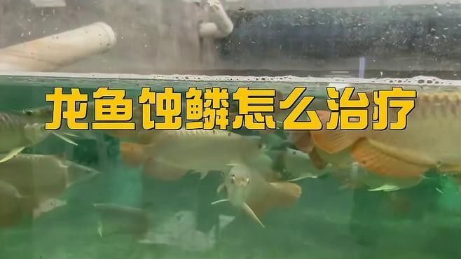 龍魚鱗片發(fā)白腐蝕掉了