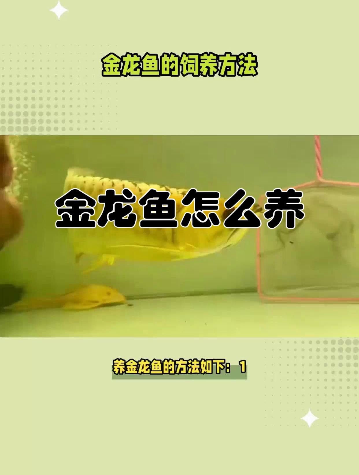 過背金龍魚和紅龍魚哪個更好養(yǎng)？