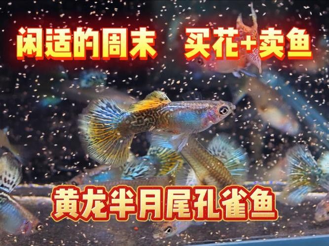 龍魚可以和孔雀魚混養嗎圖片