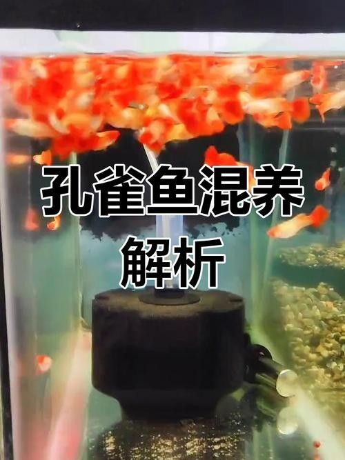 龍魚可以和孔雀魚混養嗎圖片