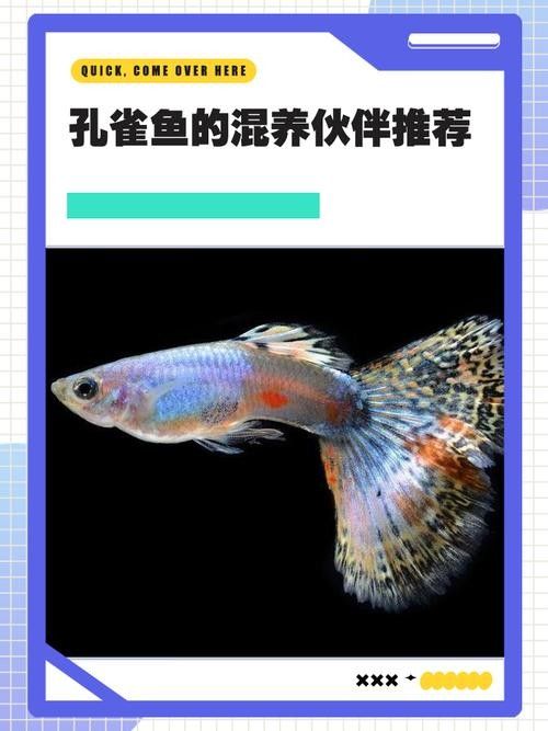 龍魚可以和孔雀魚混養嗎圖片