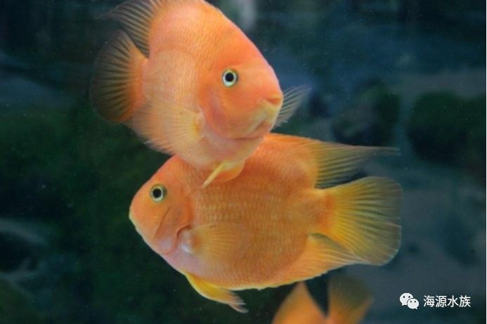 龍魚可以和孔雀魚混養嗎圖片