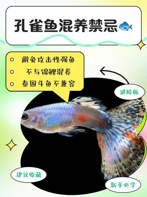 龍魚可以和孔雀魚混養嗎圖片