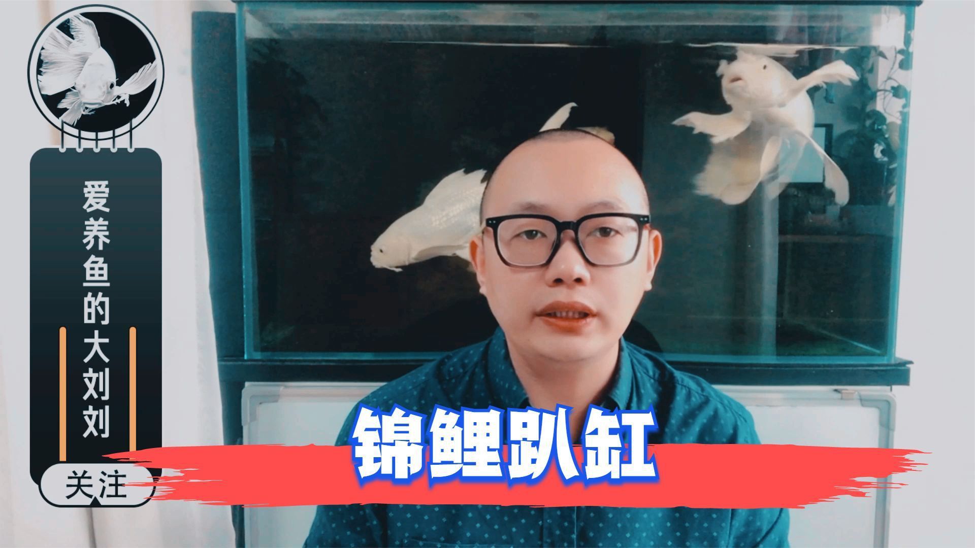 錦鯉扎堆趴缸需要多長時間恢復？ 錦鯉扎堆趴缸需要多長時間恢復？ 龍魚百科 第2張