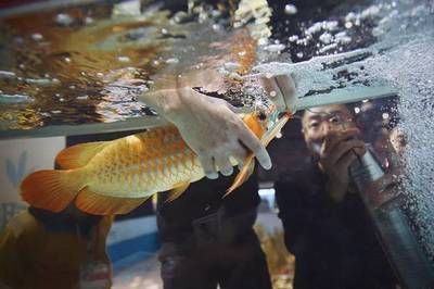 龍魚突然撞缸翻肚皮怎么回事（龍魚突然撞缸并翻肚皮可能由多種因素引起，可能由多種因素引起）